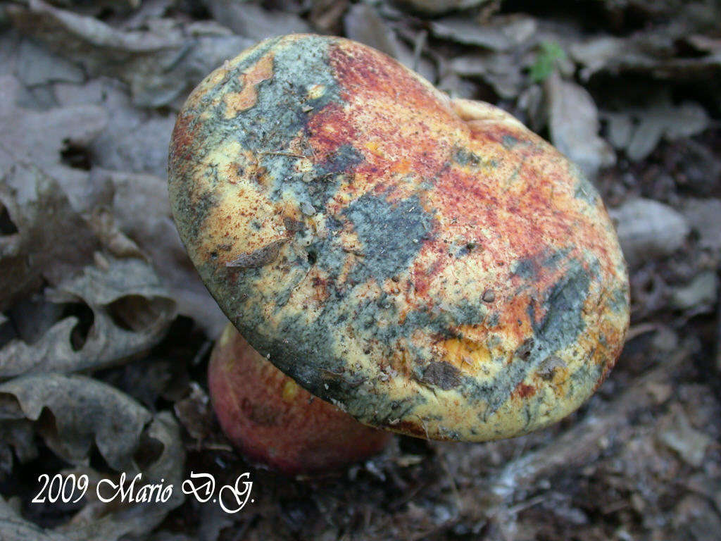 Boletus da determinare >>> n�3